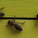 Discutii intre apicultori si reprezentanti ai guvernului
