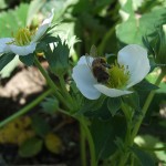 Albina si planta comunica si prin semnale electrice
