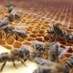 Veninul de albine poate vindeca SIDA?