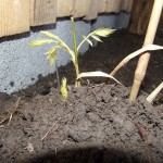 Plante melifere. Glicina sau Wisteria