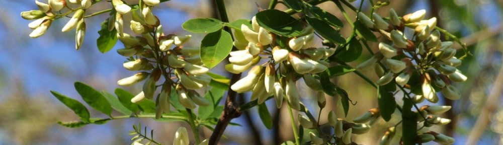 Mybees ro Blog Apicol Apicultura Miere Produsa Cu Drag Mybees ro Blog Apicol Apicultura Miere Produsa Cu Drag