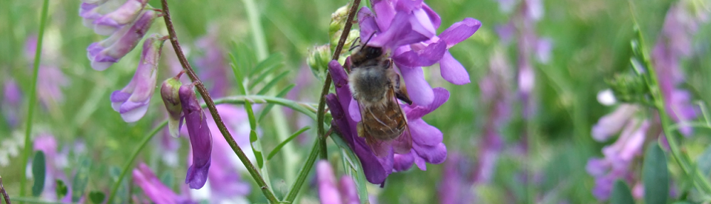 Mybees ro Blog Apicol Apicultura Miere Produsa Cu Drag Mybees ro Blog Apicol Apicultura Miere Produsa Cu Drag