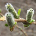 Plante melifere | Salcia(Salix)