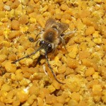 Conditionarea si pastrarea polenului