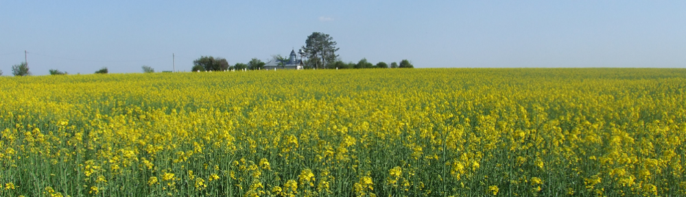 Mybees ro Blog Apicol Apicultura Miere Produsa Cu Drag Mybees ro Blog Apicol Apicultura Miere Produsa Cu Drag