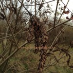 Plante melifere|Amorpha fruticosa